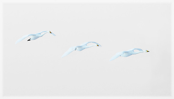 Sangsvaner / Whooper swans